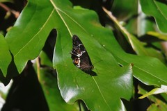 Tisiphone abeona regalis