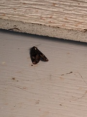 Homophoberia apicosa