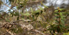 Melaleuca acuminata