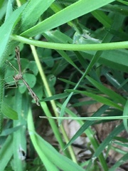 Platyptilia