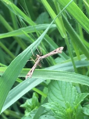 Platyptilia