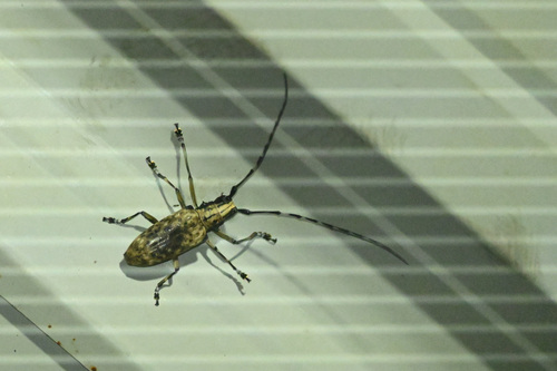 Epepeotes vestigialis
