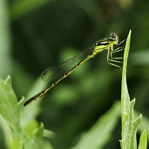 Fragile Forktail