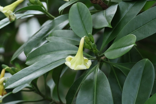 Fagraea ceilanica observed 2026-05-23