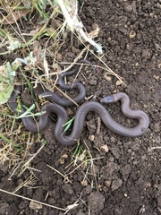 Diadophis punctatus modestus