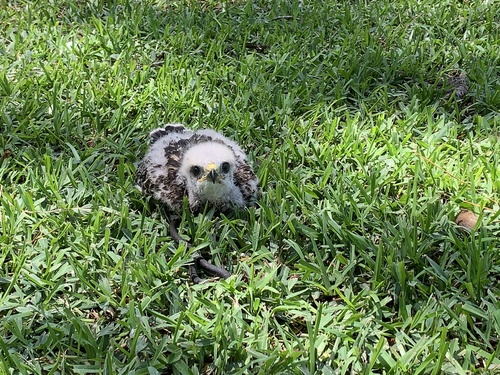Red-shouldered Hawk photographed in Louisiana