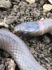 Diadophis punctatus modestus