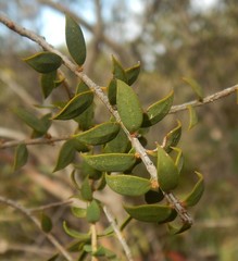 Melaleuca acuminata