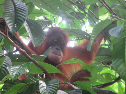 Sumatran orangutan