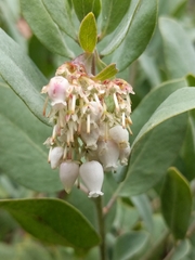 Arctostaphylos columbiana
