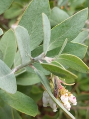Arctostaphylos columbiana