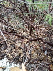 Arctostaphylos columbiana