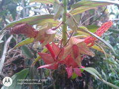 Columnea schiedeana