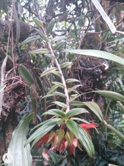Columnea schiedeana
