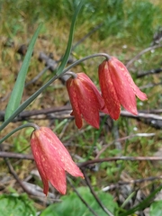 Fritillaria gentneri