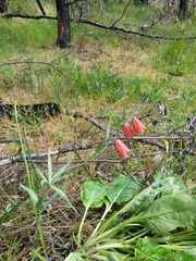 Fritillaria gentneri