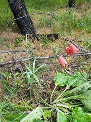 Fritillaria gentneri
