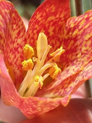 Fritillaria gentneri