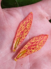 Fritillaria gentneri