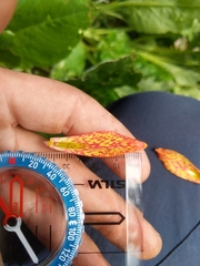 Fritillaria gentneri