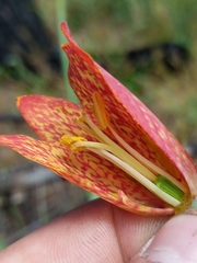 Fritillaria gentneri