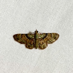 Gymnoscelis derogata