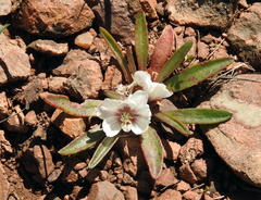 Lewisia brachycalyx