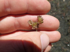 Juncus sonderianus
