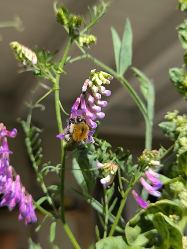 Common Carder Bumble Bee