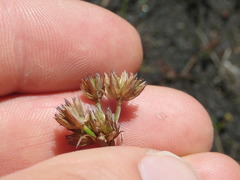 Juncus sonderianus