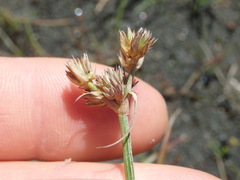 Juncus sonderianus