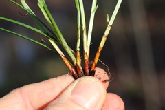 Carex oligocarpa