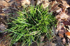 Carex oligocarpa