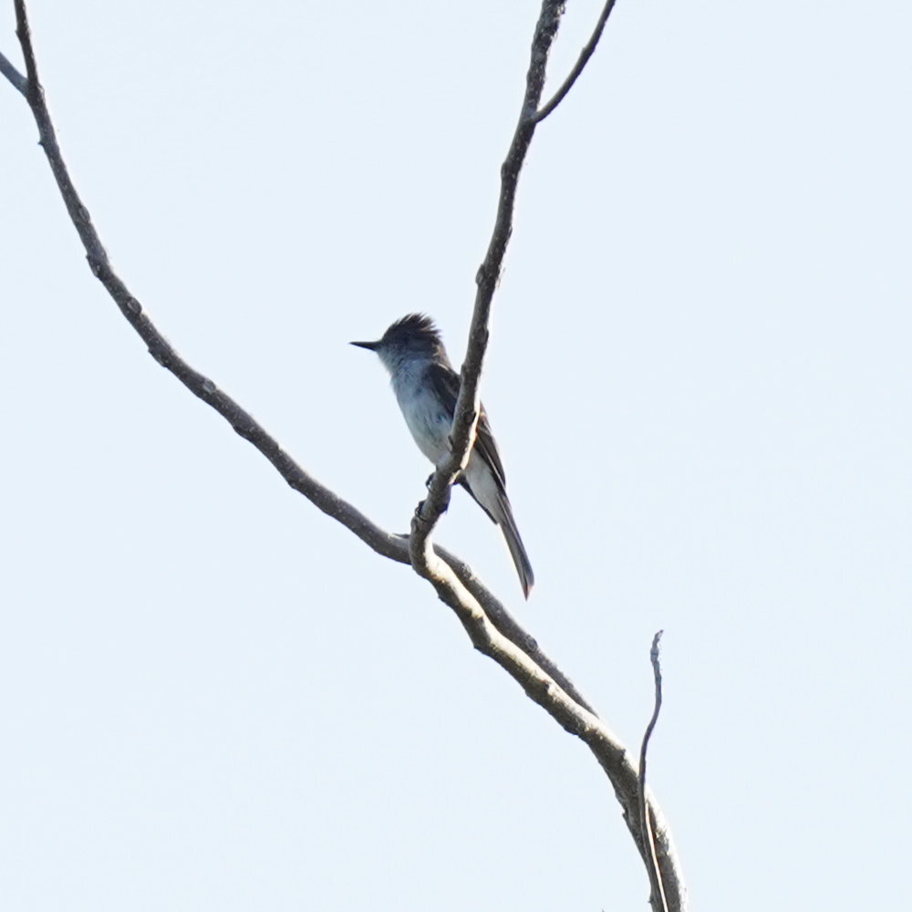 Puerto Rican Flycatcher (Myiarchus antillarum), photo 10