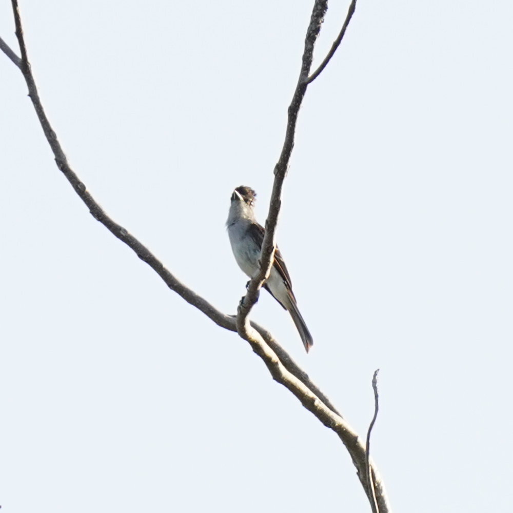 Puerto Rican Flycatcher (Myiarchus antillarum), photo 9