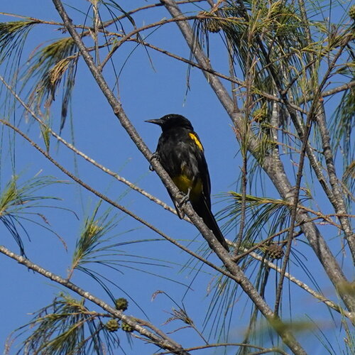 Puerto Rican Oriole (Icterus portoricensis), photo 4