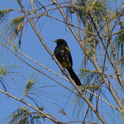 Puerto Rican Oriole (Icterus portoricensis), photo 5