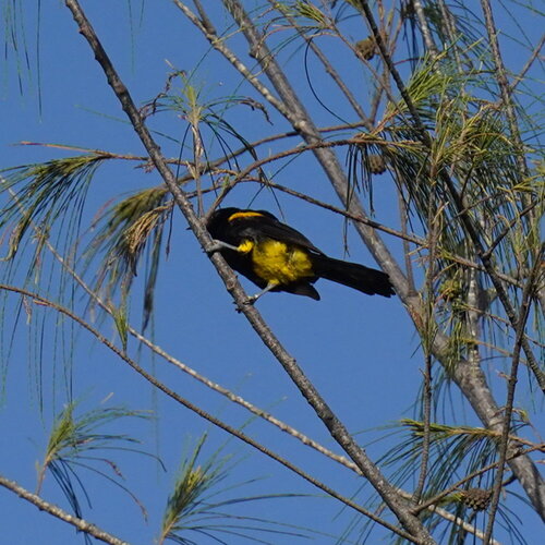 Puerto Rican Oriole (Icterus portoricensis), photo 10