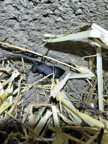 Devil's Coach Horse Beetle