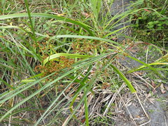 Scirpus ternatanus