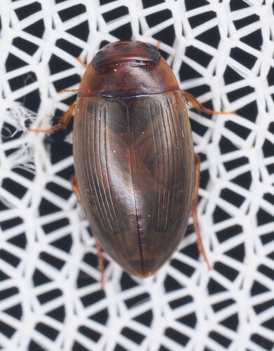 Chevrolat's Dytiscid photo 3