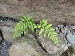 Diplazium laxifrons