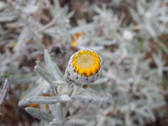 Senecio mairetianus
