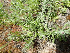 Gamochaeta antillana