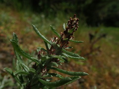 Gamochaeta antillana