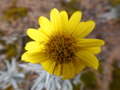 Senecio mairetianus