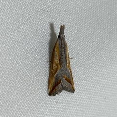 Arotrophora arcuatalis