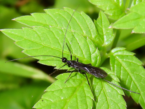 Doryctes observed 2026-06-15