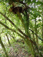 Haplopteris elongata