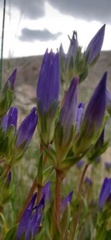 Gentianeae
